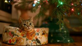 Desktop wallpaper. Cats. ID:126717