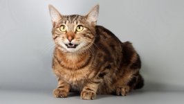 Desktop wallpaper. Cats. ID:132935