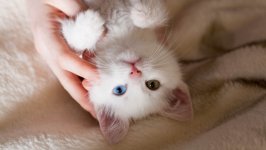 Desktop wallpaper. Cats. ID:127029