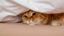 Desktop wallpaper. Cats. ID:127030