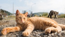 Desktop wallpaper. Cats. ID:132934