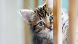 Desktop wallpaper. Cats. ID:127261