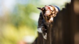 Desktop wallpaper. Cats. ID:127262