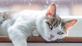 Desktop wallpaper. Cats. ID:127554