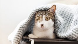 Desktop wallpaper. Cats. ID:127580