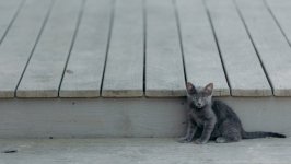 Desktop wallpaper. Cats. ID:127822
