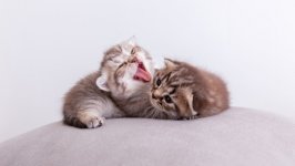 Desktop wallpaper. Cats. ID:127843