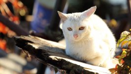 Desktop wallpaper. Cats. ID:127847