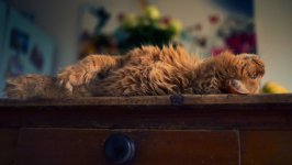 Desktop wallpaper. Cats. ID:128063