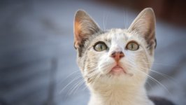 Desktop wallpaper. Cats. ID:128078