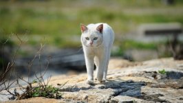 Desktop wallpaper. Cats. ID:128080