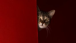 Desktop wallpaper. Cats. ID:128083