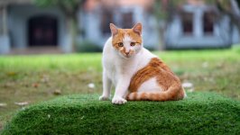 Desktop wallpaper. Cats. ID:128188