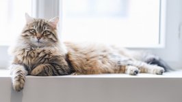 Desktop wallpaper. Cats. ID:128376