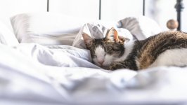 Desktop wallpaper. Cats. ID:128598