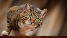 Desktop wallpaper. Cats. ID:128624