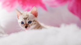 Desktop wallpaper. Cats. ID:132783