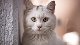 Desktop wallpaper. Cats. ID:132744