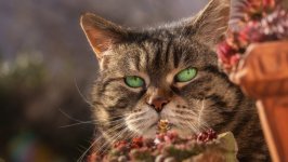 Desktop wallpaper. Cats. ID:128712