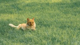 Desktop wallpaper. Cats. ID:132742
