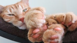 Desktop wallpaper. Cats. ID:128824
