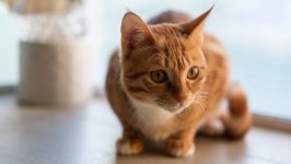 Desktop wallpaper. Cats. ID:128825