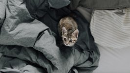 Desktop wallpaper. Cats. ID:128847