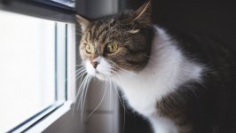 Desktop wallpaper. Cats. ID:128900