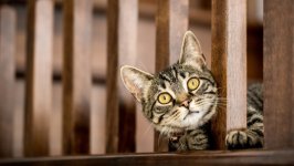 Desktop wallpaper. Cats. ID:128998