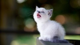 Desktop wallpaper. Cats. ID:129064