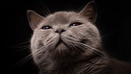 Desktop wallpaper. Cats. ID:129084