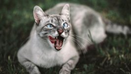 Desktop wallpaper. Cats. ID:129087