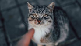 Desktop wallpaper. Cats. ID:129125