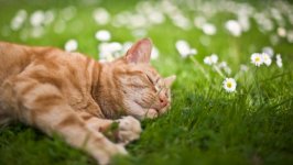 Desktop wallpaper. Cats. ID:129352