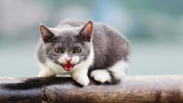 Desktop wallpaper. Cats. ID:129479