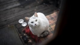 Desktop wallpaper. Cats. ID:129568