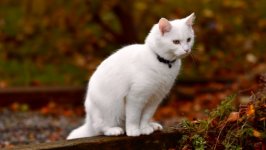 Desktop wallpaper. Cats. ID:132600
