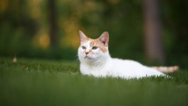 Desktop wallpaper. Cats. ID:132569
