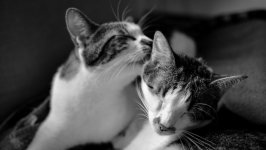 Desktop wallpaper. Cats. ID:129616