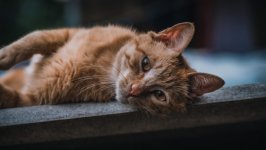 Desktop wallpaper. Cats. ID:129617