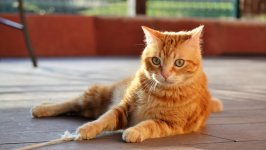 Desktop wallpaper. Cats. ID:132358