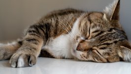 Desktop wallpaper. Cats. ID:129820