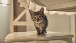 Desktop wallpaper. Cats. ID:129827