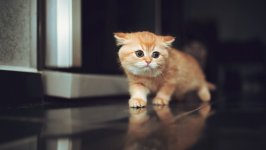 Desktop wallpaper. Cats. ID:129954