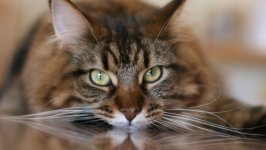 Desktop wallpaper. Cats. ID:132294