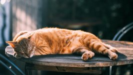 Desktop wallpaper. Cats. ID:130118