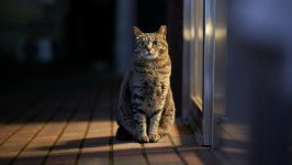 Desktop wallpaper. Cats. ID:130152