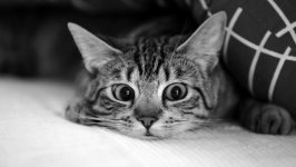 Desktop wallpaper. Cats. ID:130171