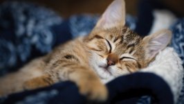 Desktop wallpaper. Cats. ID:130203