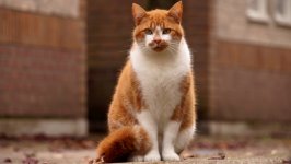 Desktop wallpaper. Cats. ID:130207